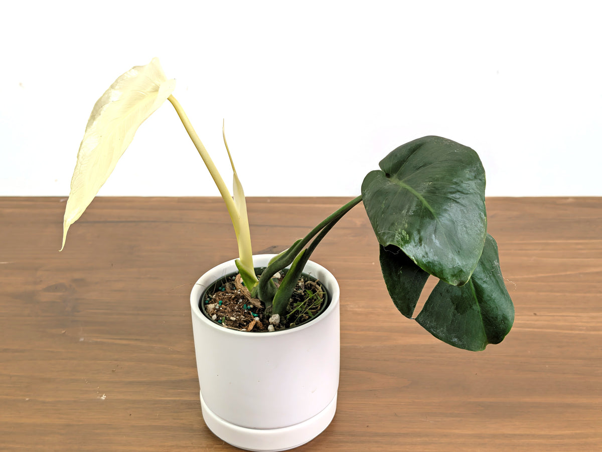 Monstera White Monster (Guaranteed White Leaves)