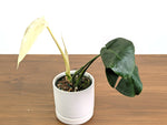 Monstera White Monster (Guaranteed White Leaves)