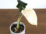 Monstera White Monster (Guaranteed White Leaves)