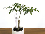 Adenia Perrieri