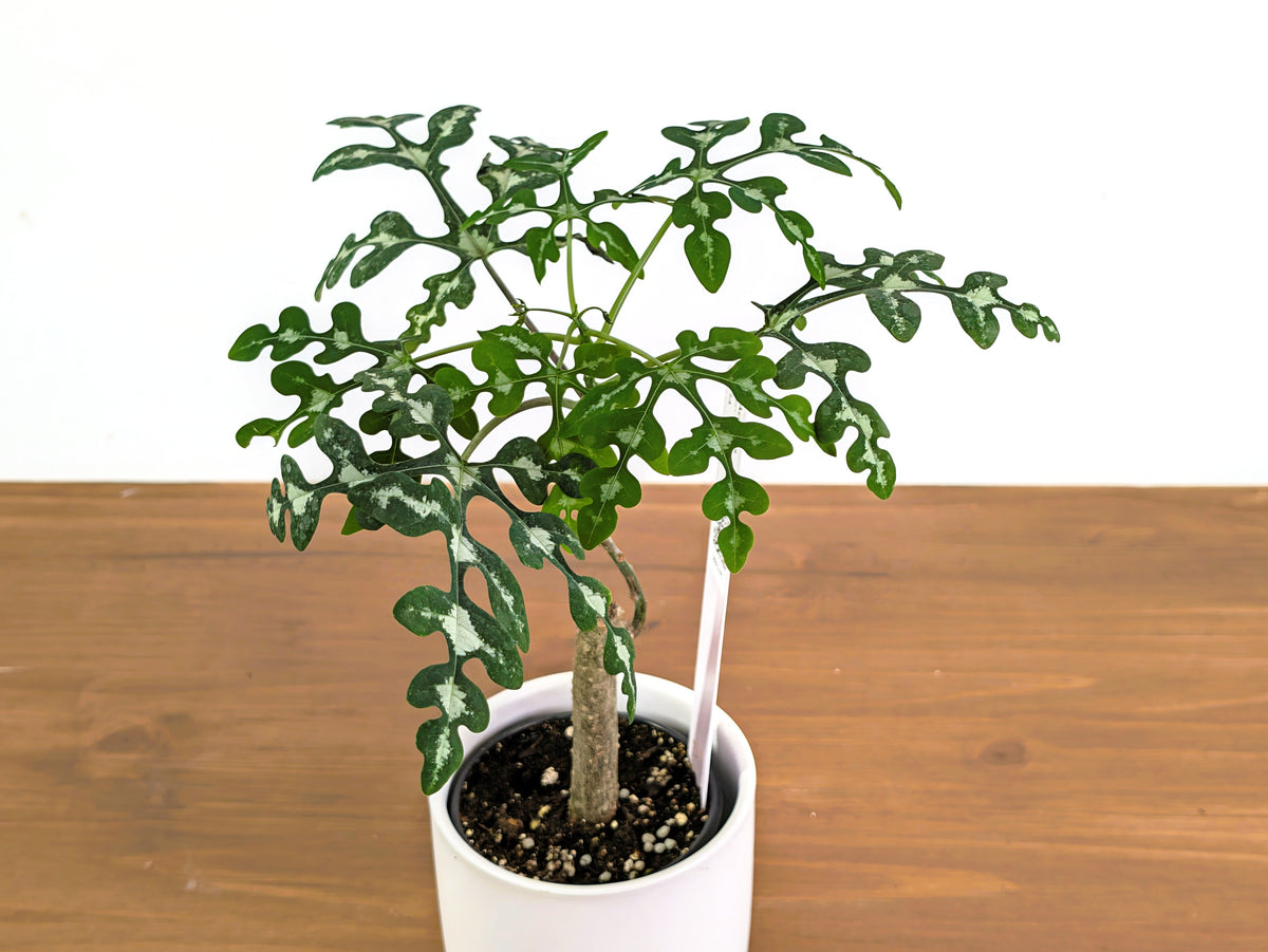 Adenia Perrieri