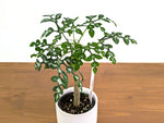 Adenia Perrieri
