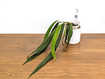 Anthurium Pallidiflorum - Narrow Dark Strap Leaves - Exact Plant (#43A)