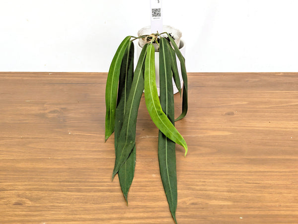 Anthurium Pallidiflorum - Narrow Dark Strap Leaves - Exact Plant (#43A)