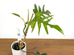 Philodendron Tortum x Mayoi Variegated - Exact Plant (#43A)