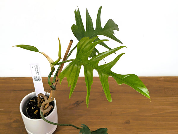 Philodendron Tortum x Mayoi Variegated - Exact Plant (#43A)