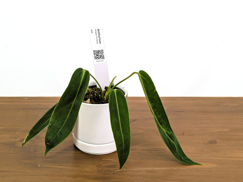 Anthurium Amazon Princess - Exact Plant (#43A)
