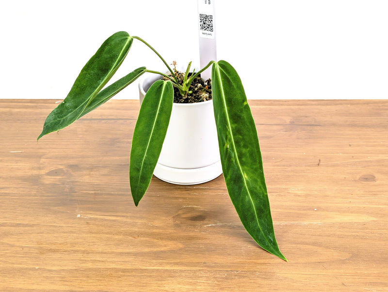 Anthurium Amazon Princess - Exact Plant (#43A)