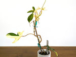 Philodendron Florida Beauty Variegated Full Moon Exact Plant (#43A)