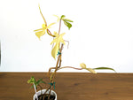 Philodendron Florida Beauty Variegated Full Moon Exact Plant (#43A)