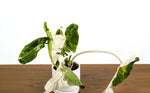 Philodendron Paraiso Albo Mutation - 4" Exact Plant #43A