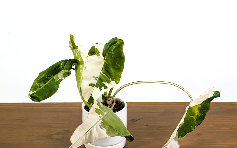 Philodendron Paraiso Albo Mutation - 4" Exact Plant #43A