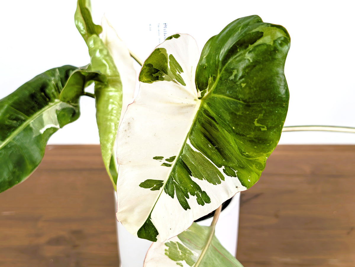 Philodendron Paraiso Albo Mutation - 4" Exact Plant #43A