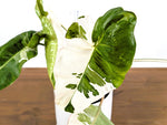 Philodendron Paraiso Albo Mutation - 4" Exact Plant #43A