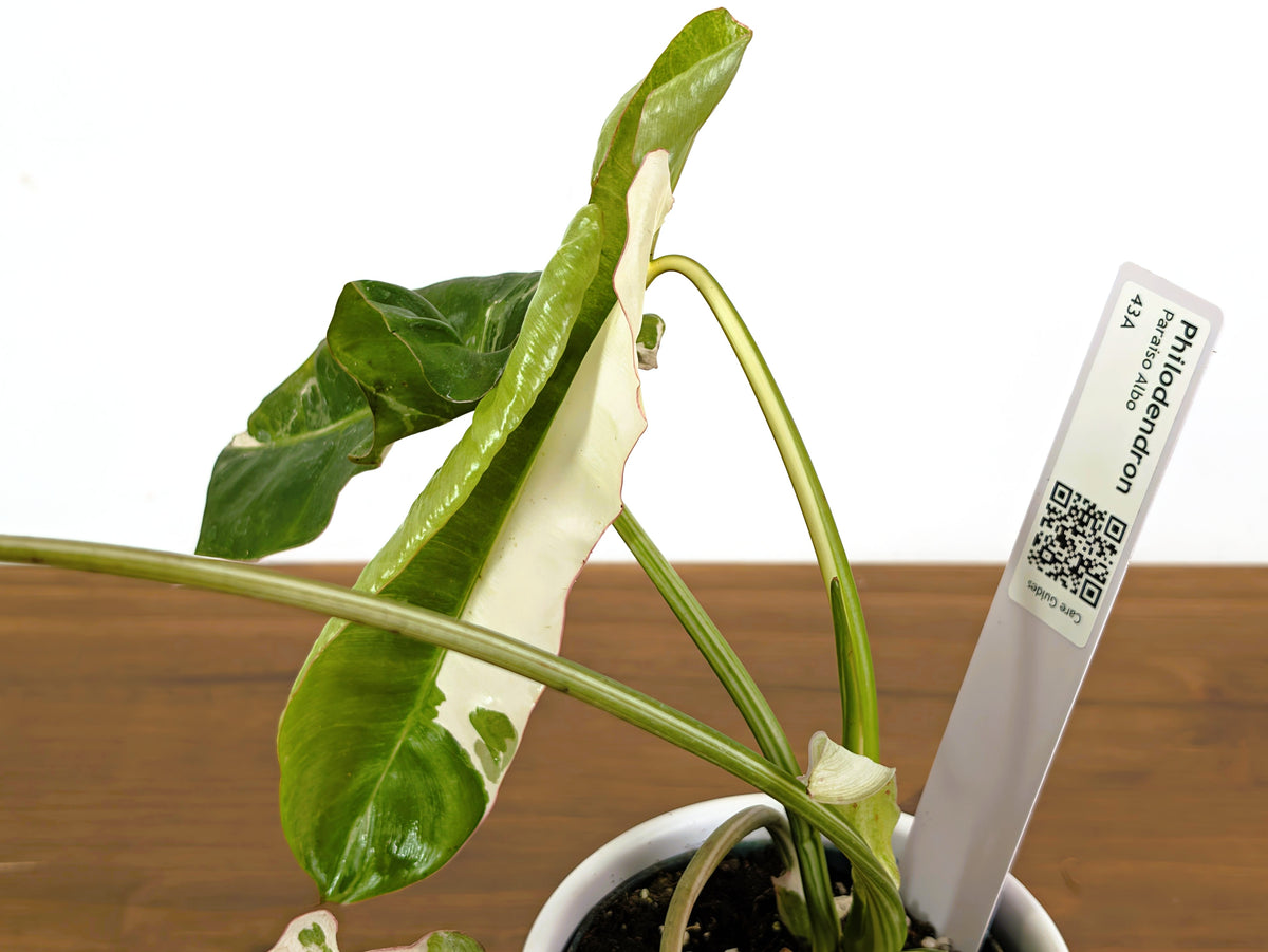 Philodendron Paraiso Albo Mutation - 4" Exact Plant #43A
