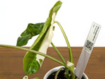 Philodendron Paraiso Albo Mutation - 4" Exact Plant #43A
