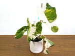 Philodendron Paraiso Albo Mutation - 4" Exact Plant #43A