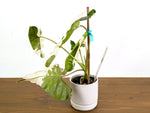 Philodendron Paraiso Albo Mutation - 4" Exact Plant #43A