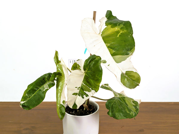 Philodendron Paraiso Albo Mutation - 4" Exact Plant #43A