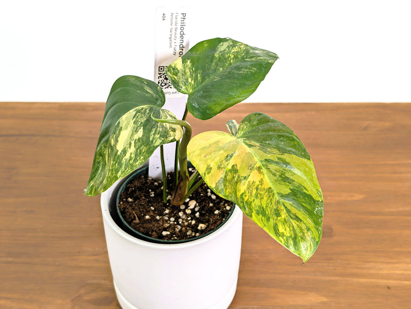 Philodendron Florida Beauty × Fuzzy Petiole Variegated - Exact Plant #40A