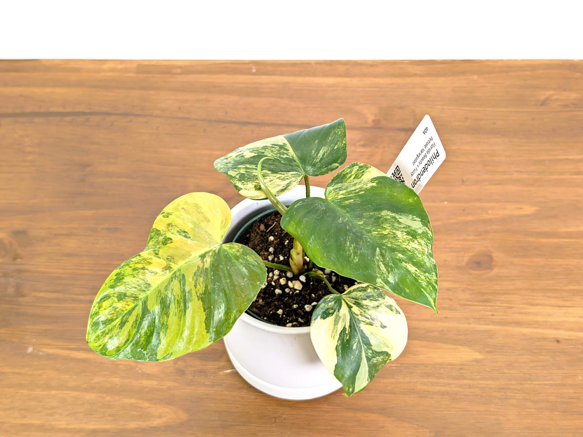 Philodendron Florida Beauty × Fuzzy Petiole Variegated - Exact Plant #40A