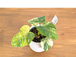 Philodendron Florida Beauty × Fuzzy Petiole Variegated - Exact Plant #40A