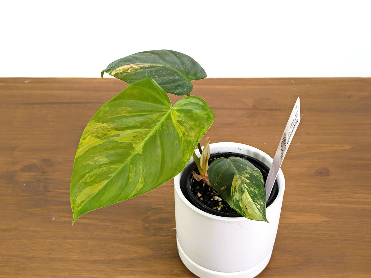 Philodendron Florida Beauty × Fuzzy Petiole Variegated - Exact Plant #40B
