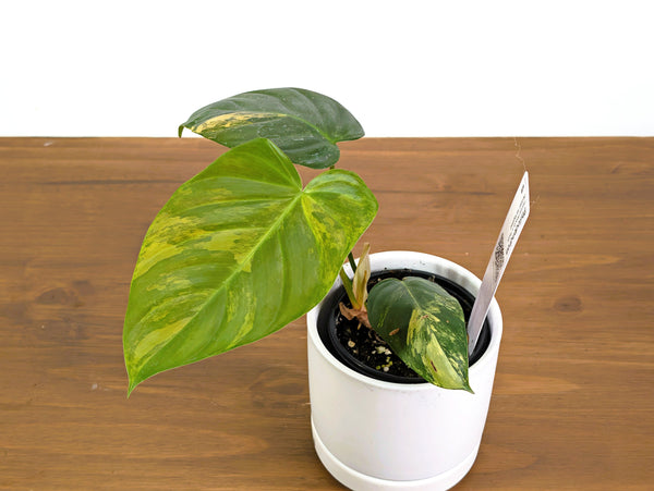 Philodendron Florida Beauty × Fuzzy Petiole Variegated - Exact Plant #40B