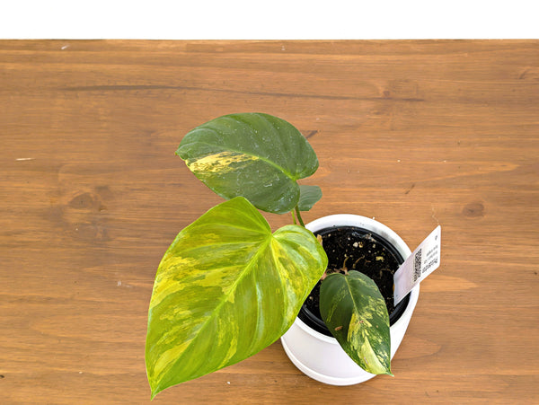 Philodendron Florida Beauty × Fuzzy Petiole Variegated - Exact Plant #40B