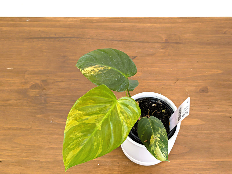 Philodendron Florida Beauty × Fuzzy Petiole Variegated - Exact Plant #40B