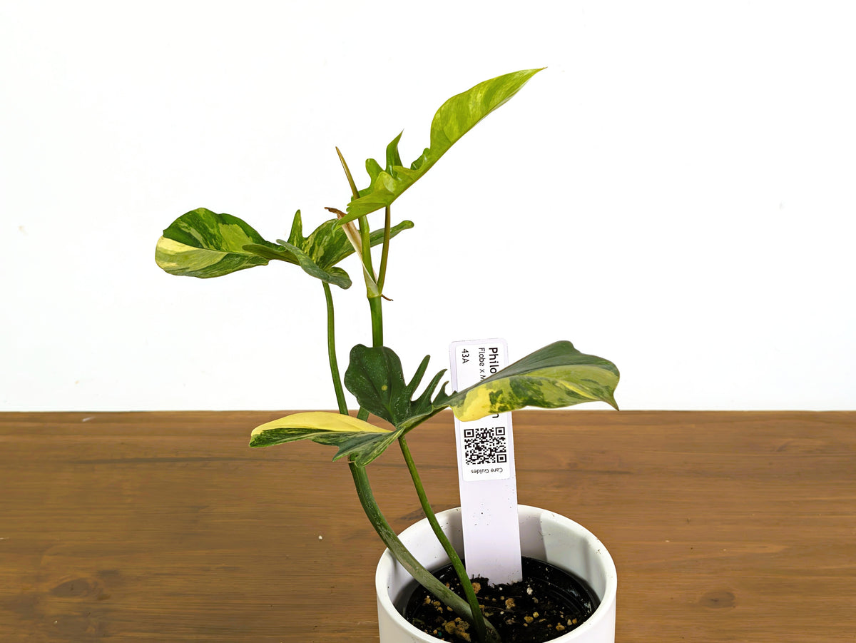 Philodendron Florida Beauty x Mayoi Variegated - Exact Plant #43A
