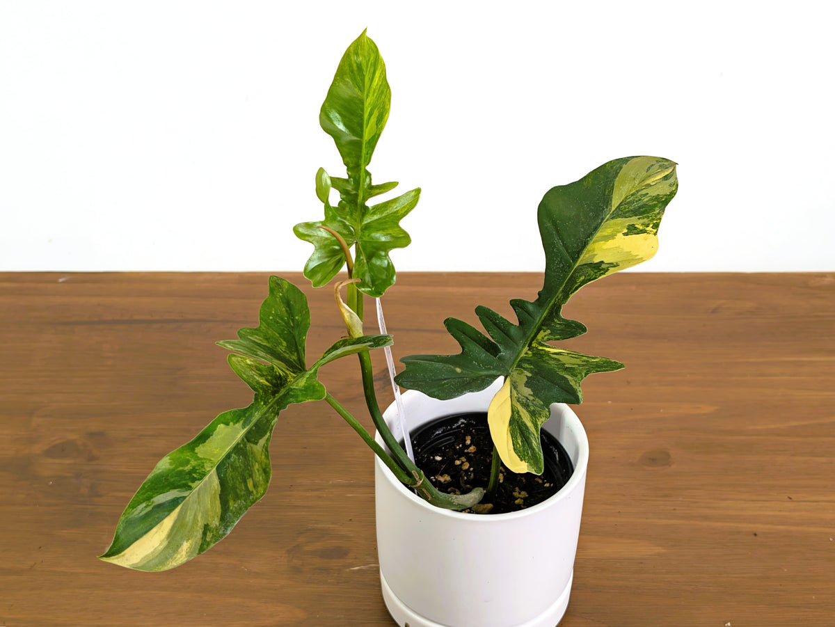 Philodendron Florida Beauty x Mayoi Variegated - Exact Plant #43A