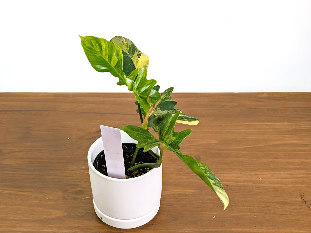 Philodendron Florida Beauty x Mayoi Variegated - Exact Plant #43A