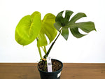 Monstera Lemon Lime - XL Mature 8 Inch Pot - Exact Plant #43A
