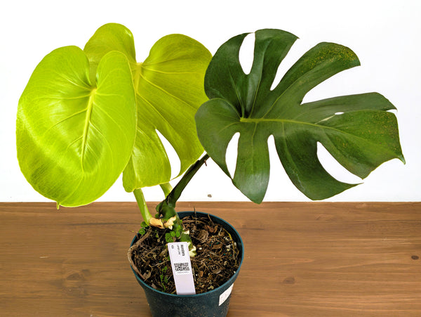 Monstera Lemon Lime - XL Mature 8 Inch Pot - Exact Plant #43A