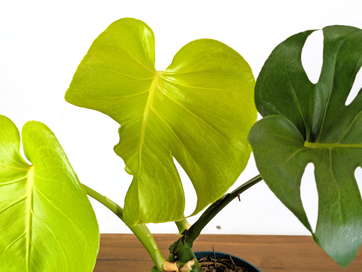 Monstera Lemon Lime - XL Mature 8 Inch Pot - Exact Plant #43A