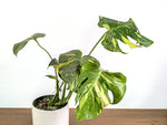 Monstera Electrolyte 'Golden Lion Tricolor' - 6" Exact Plant #33A