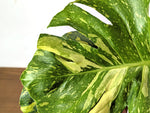 Monstera Electrolyte 'Golden Lion Tricolor' - 6" Exact Plant #33A