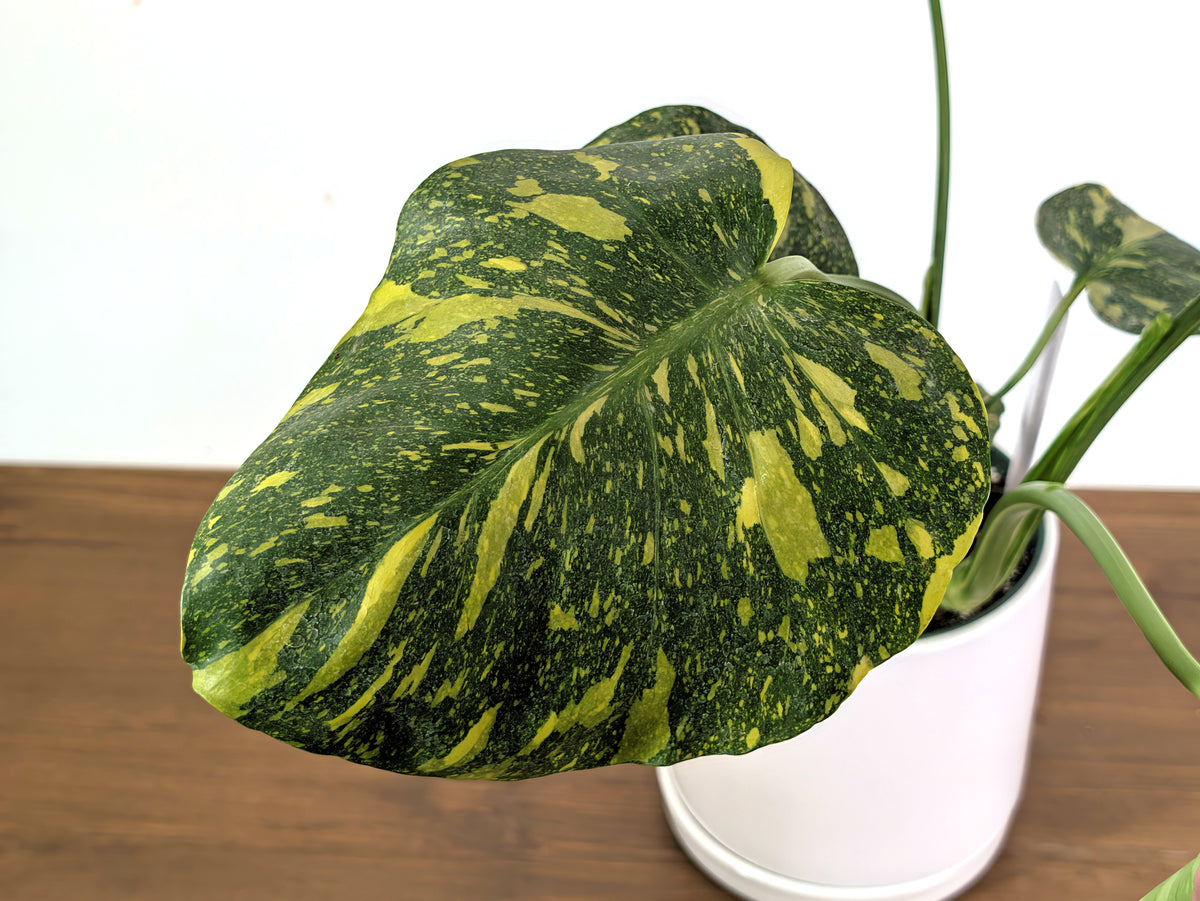 Monstera Electrolyte 'Golden Lion Tricolor' - 6" Exact Plant #33A