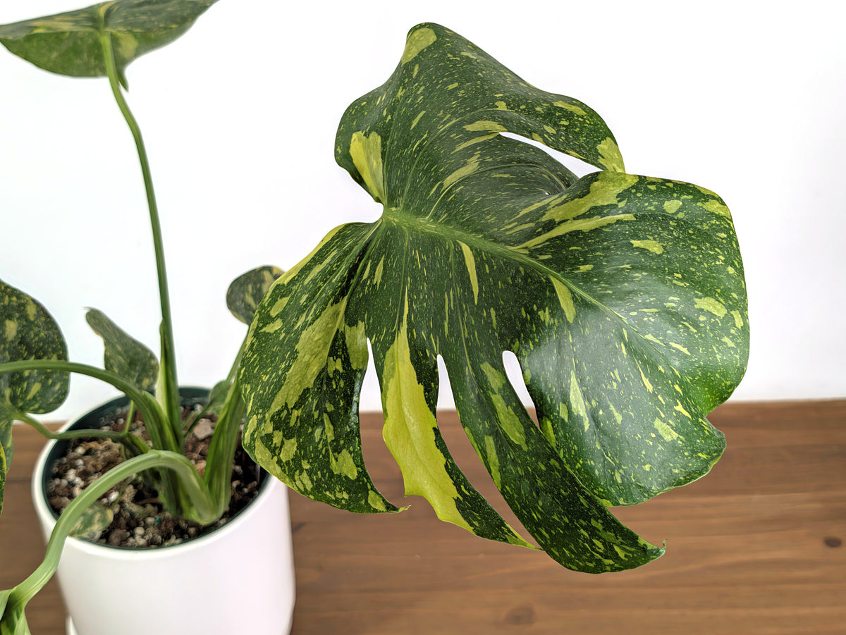 Monstera Electrolyte 'Golden Lion Tricolor' - 6" Exact Plant #33A