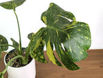 Monstera Electrolyte 'Golden Lion Tricolor' - 6" Exact Plant #33A