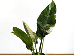Philodendron Orlando Variegated (Exact Plant Pictured) #43A in 6" Pot