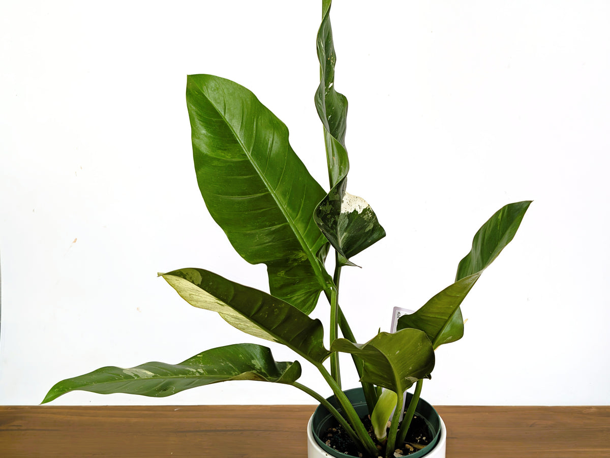 Philodendron Orlando Variegated (Exact Plant Pictured) #43A in 6" Pot