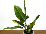 Philodendron Orlando Variegated (Exact Plant Pictured) #43A in 6" Pot