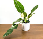 Philodendron Orlando Variegated (Exact Plant Pictured) #43A in 6" Pot