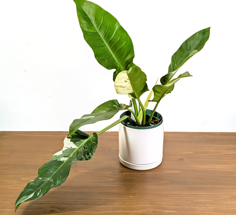 Philodendron Orlando Variegated (Exact Plant Pictured) #43A in 6" Pot