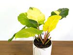 Philodendron Jungle Fever Variegated (Exact Plant Pictured) #43A in 6" Pot