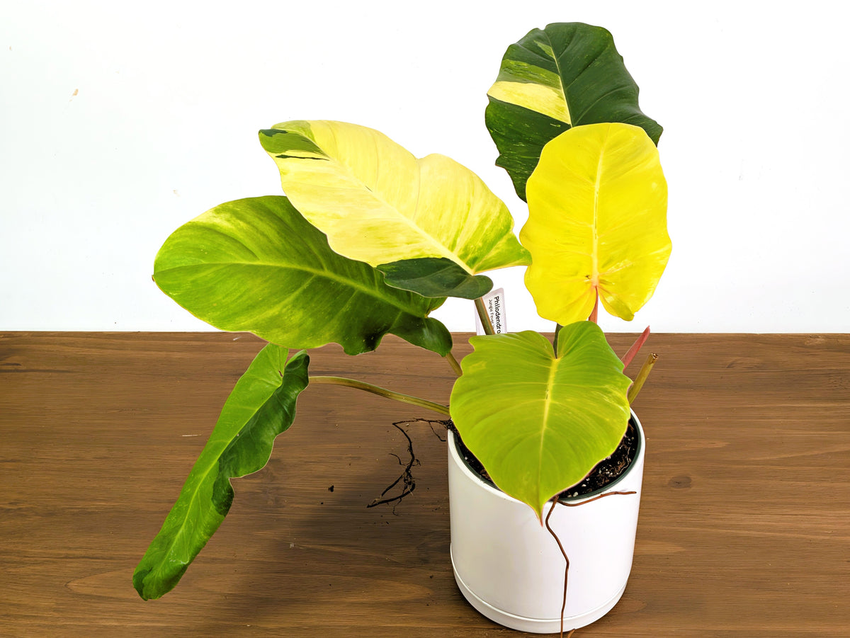 Philodendron Jungle Fever Variegated (Exact Plant Pictured) #43A in 6" Pot