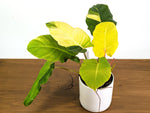 Philodendron Jungle Fever Variegated (Exact Plant Pictured) #43A in 6" Pot