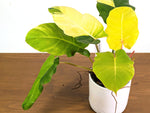 Philodendron Jungle Fever Variegated (Exact Plant Pictured) #43A in 6" Pot